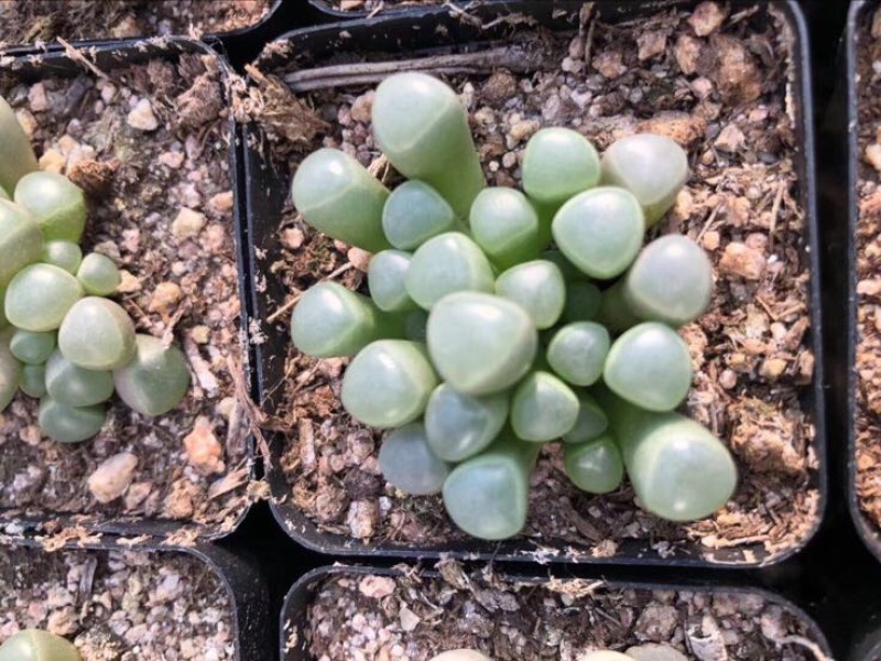 多肉植物山东基地产地直销