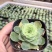 多肉植物山东基地产地直销