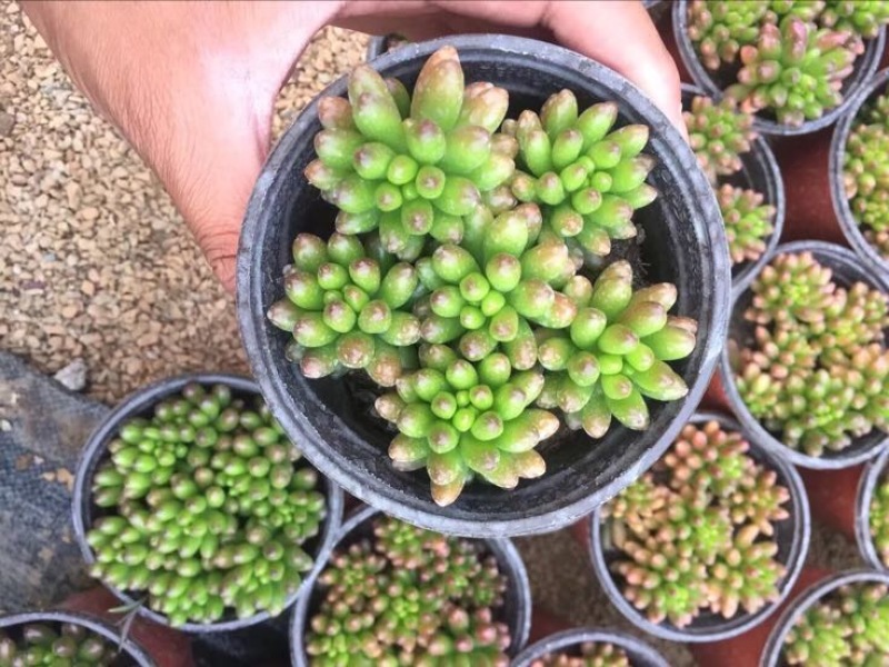 多肉植物山东基地产地直销