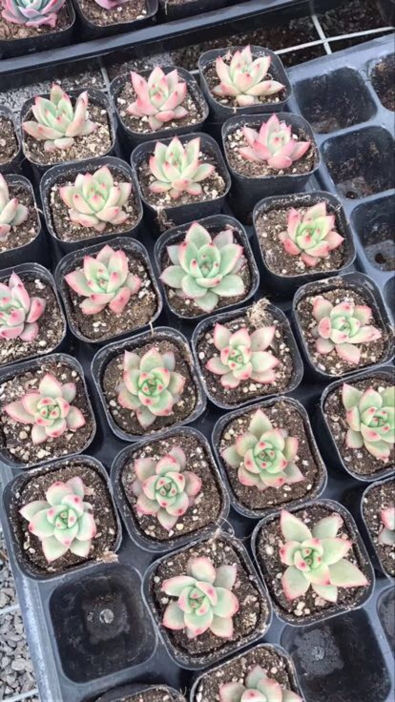 多肉植物山东基地产地直销