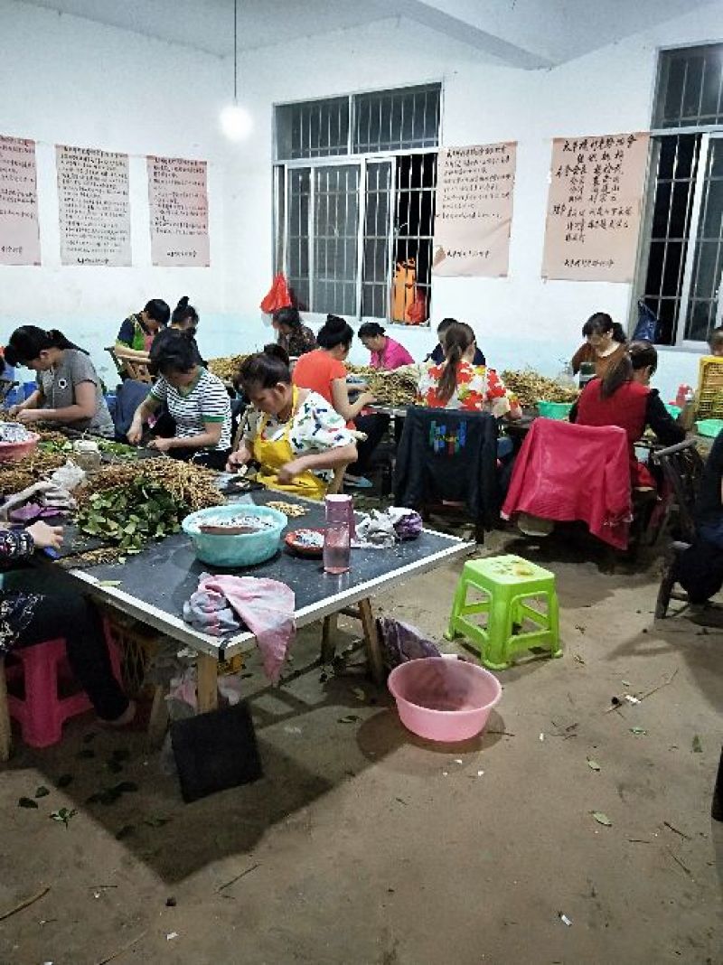 良种油茶苗，分枝多，根系发达，果大籽实，出油率高，