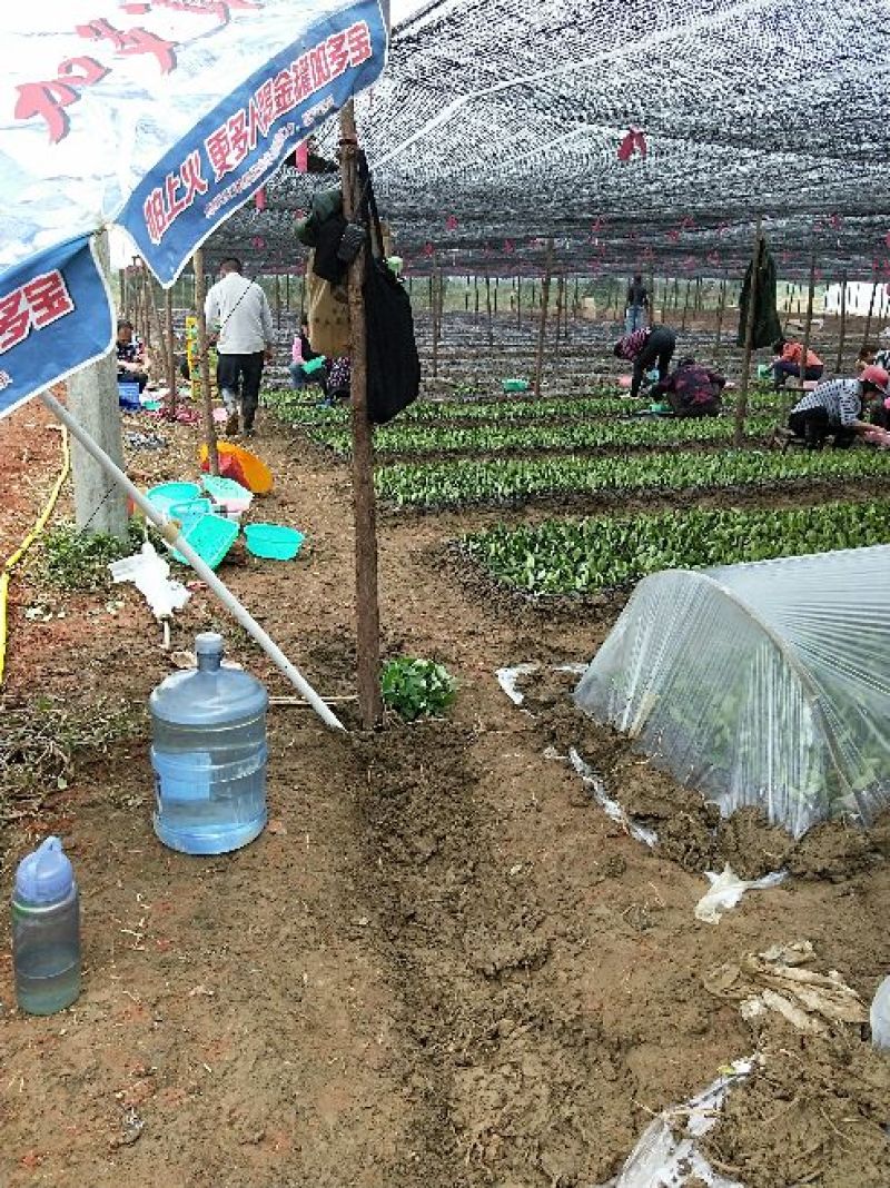 良种油茶苗，分枝多，根系发达，果大籽实，出油率高，