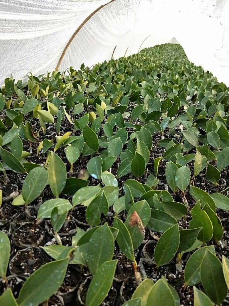 良种油茶苗，分枝多，根系发达，果大籽实，出油率高，