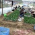 良种油茶苗，分枝多，根系发达，果大籽实，出油率高，