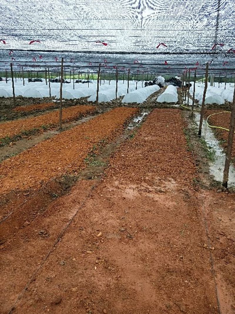 良种油茶苗，分枝多，根系发达，果大籽实，出油率高，