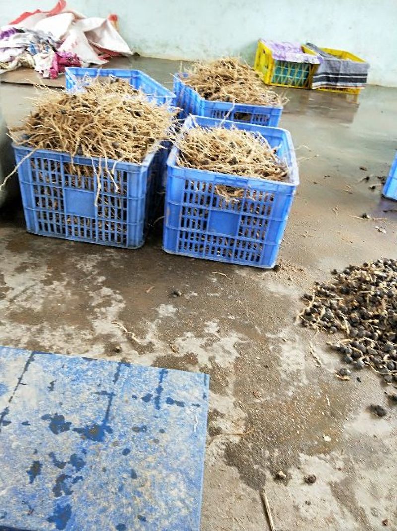 良种油茶苗，分枝多，根系发达，果大籽实，出油率高，