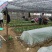 良种油茶苗，分枝多，根系发达，果大籽实，出油率高，