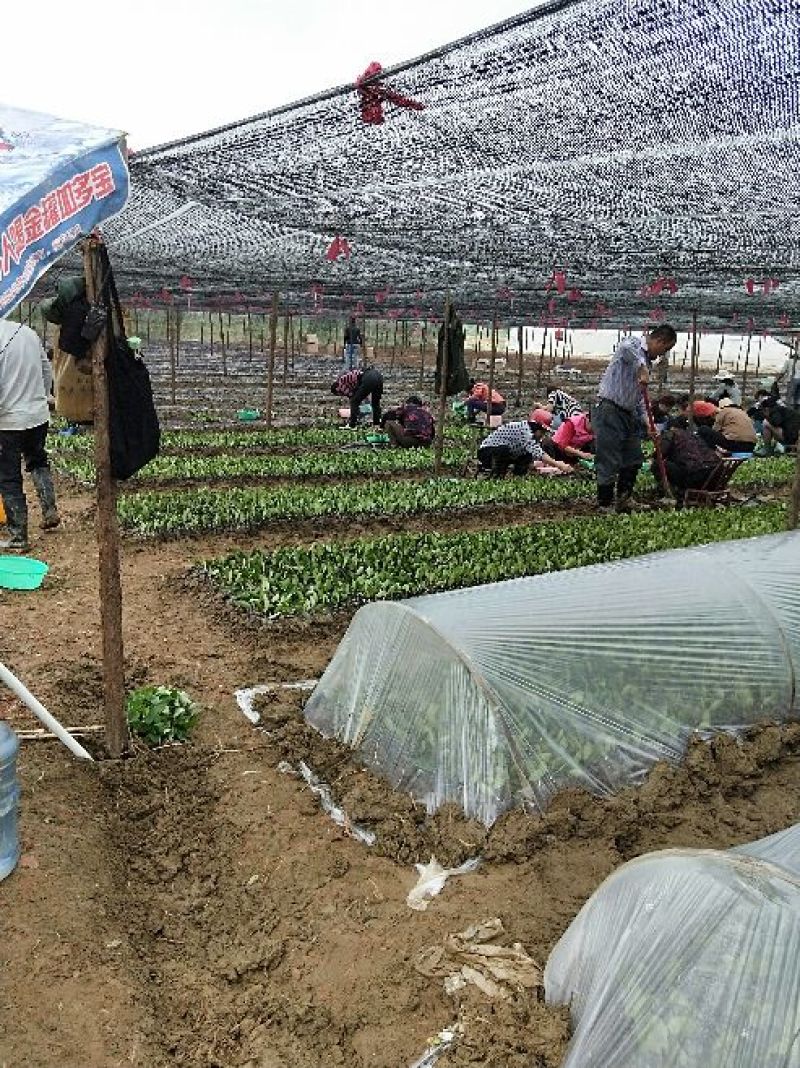 良种油茶苗，分枝多，根系发达，果大籽实，出油率高，