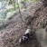 巴马香猪藏香猪杜洛克太湖三元