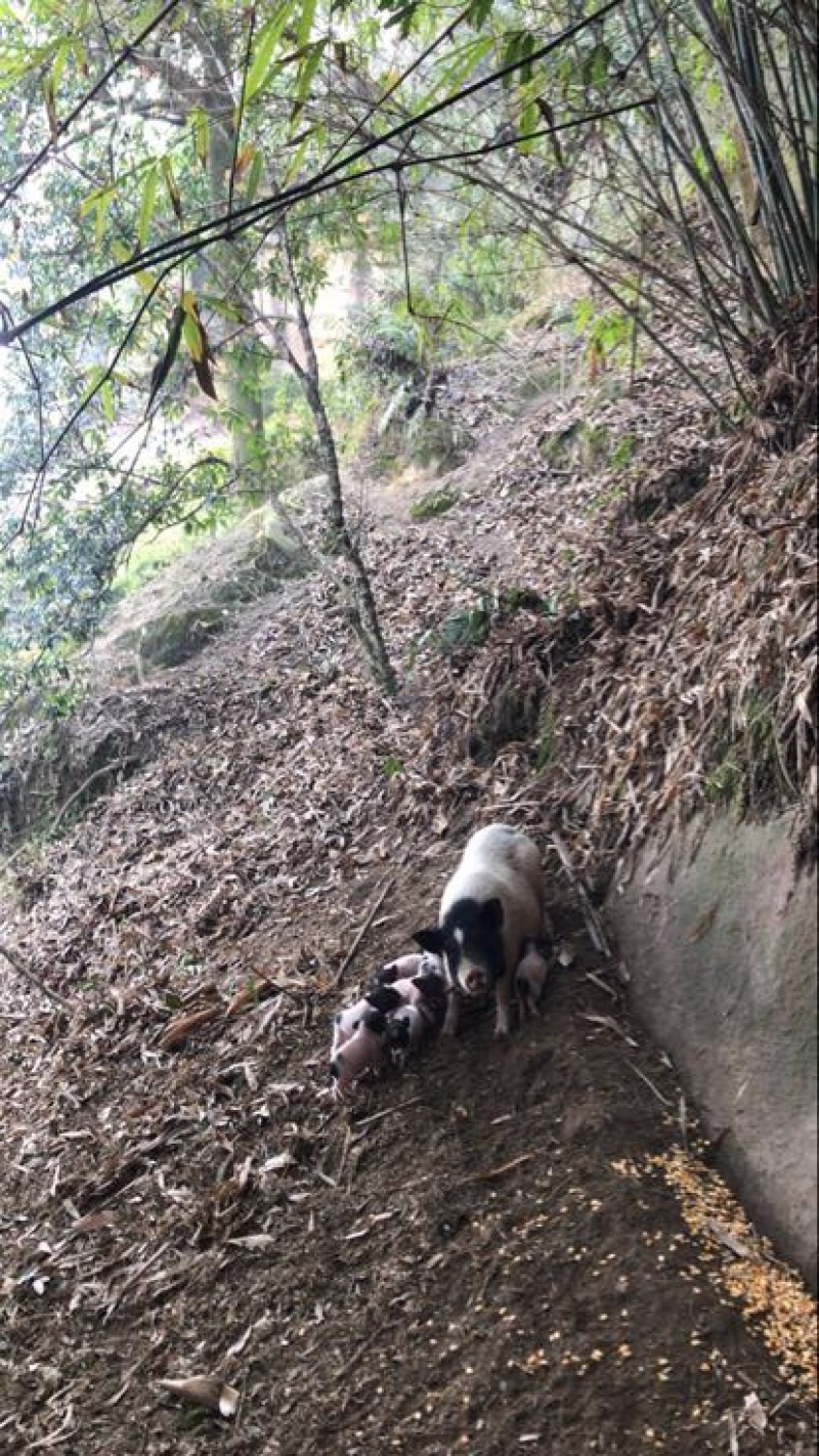 巴马香猪藏香猪杜洛克太湖三元