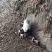巴马香猪藏香猪杜洛克太湖三元