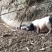 巴马香猪藏香猪杜洛克太湖三元