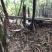 巴马香猪藏香猪杜洛克太湖三元