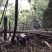 巴马香猪藏香猪杜洛克太湖三元