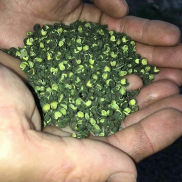 特级干花椒，质优价低。可少量发货。货真价实，绝不以次充好