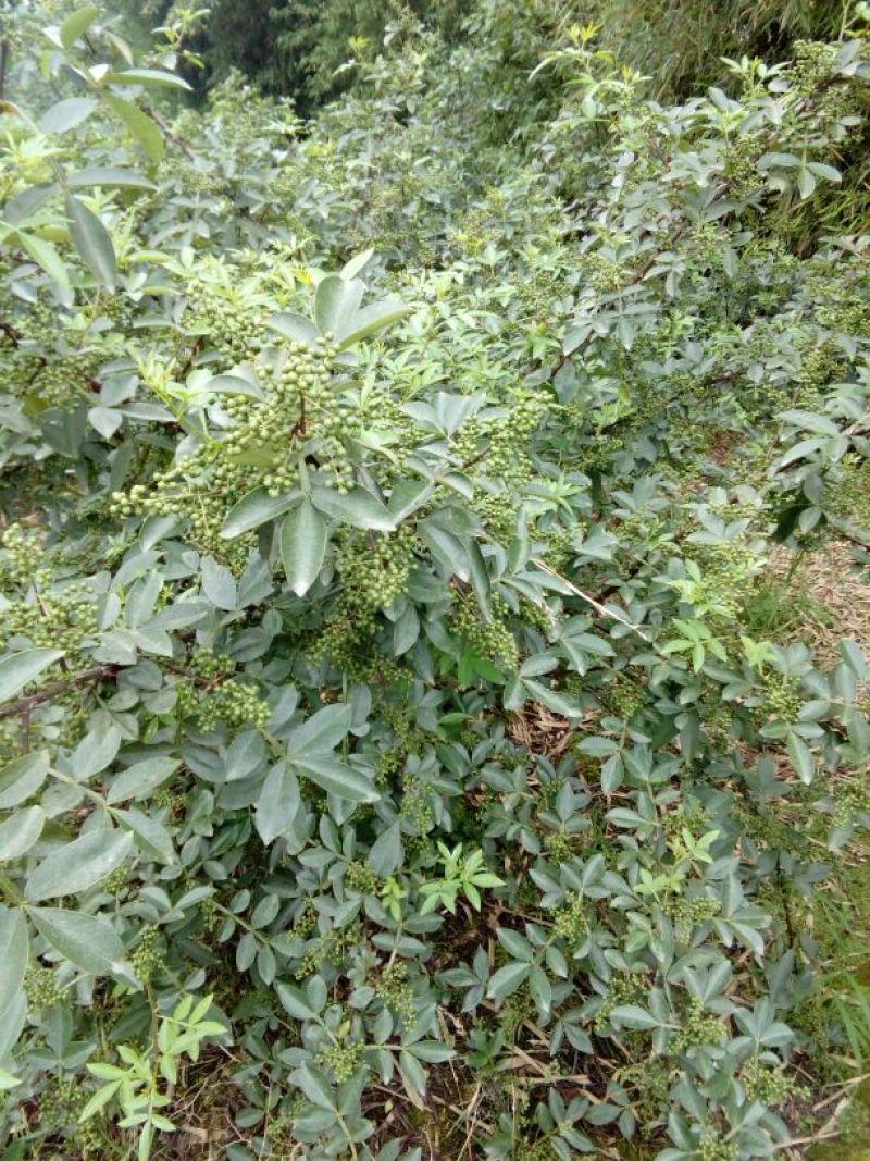 特级干花椒，质优价低。可少量发货。货真价实，绝不以次充好
