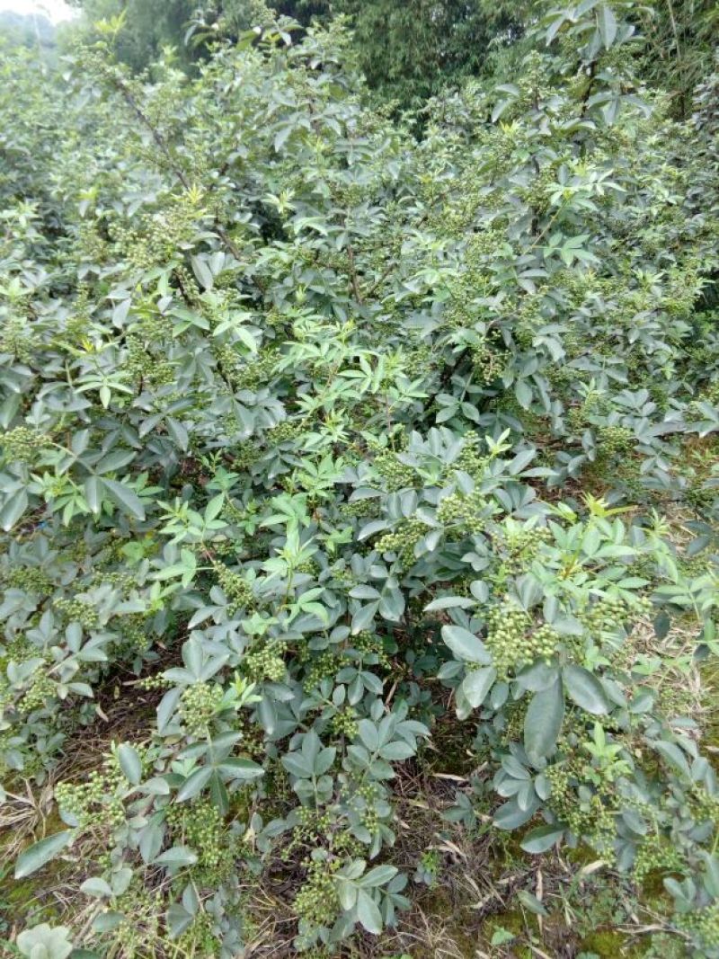 特级干花椒，质优价低。可少量发货。货真价实，绝不以次充好