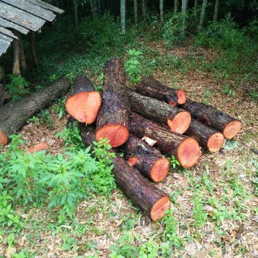 红椿原木