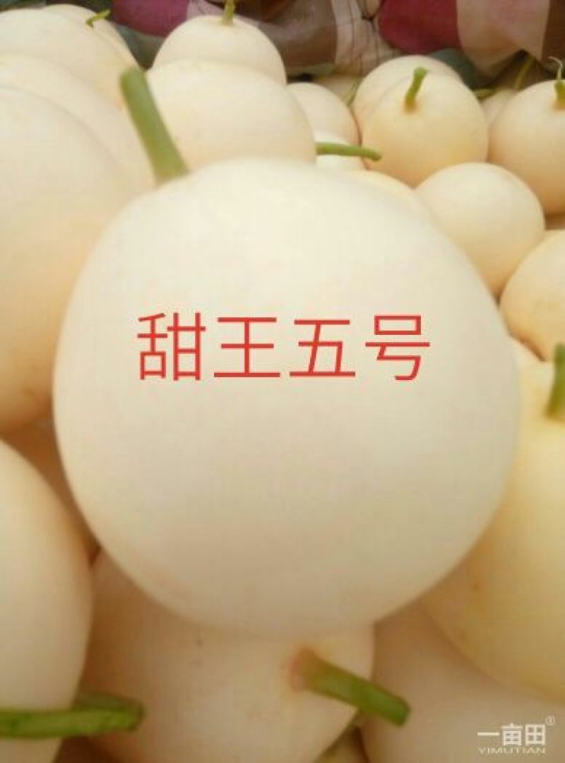 新乐市大棚甜瓜4月份大量上市欢迎新老客户前来选购随到随