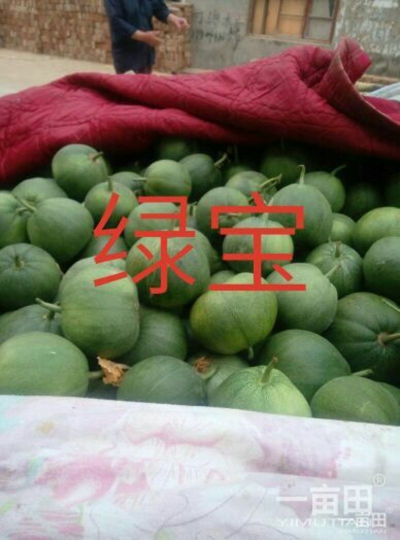新乐市大棚甜瓜4月份大量上市欢迎新老客户前来选购随到随