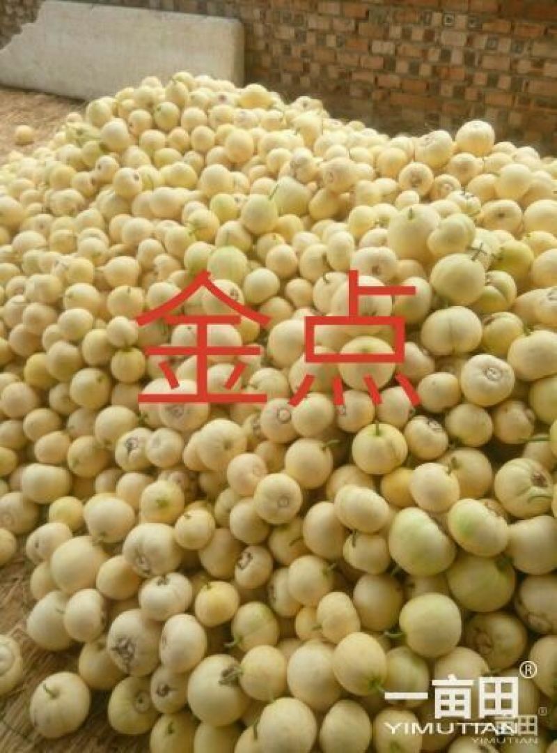 新乐市大棚甜瓜4月份大量上市欢迎新老客户前来选购随到随