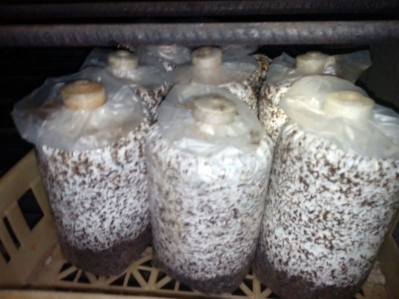 茶树菇出菇袋提供技术支持