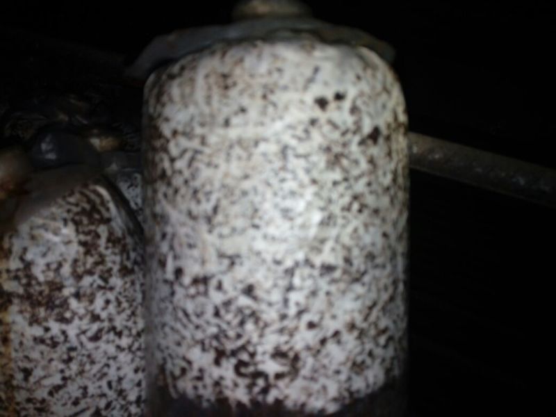 茶树菇出菇袋提供技术支持