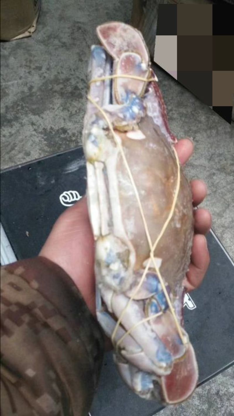 船冻大飞蟹