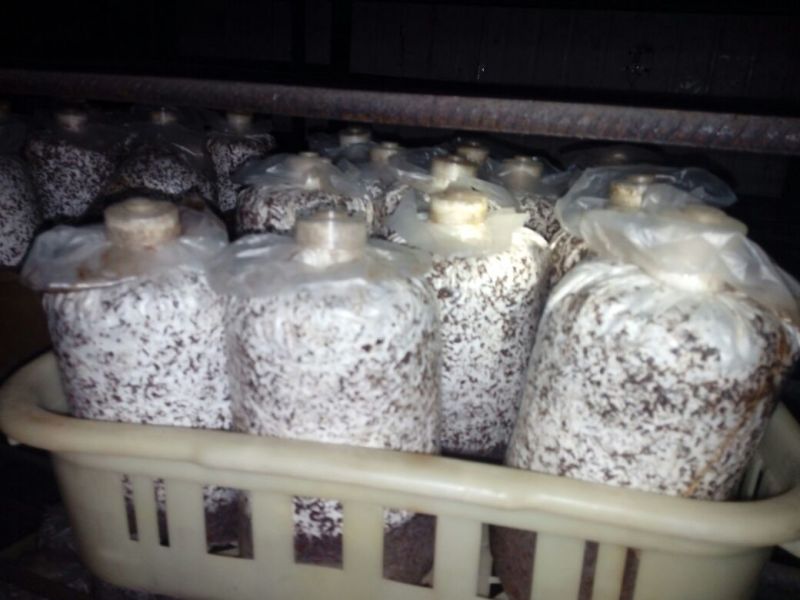 茶树菇菌棒提供技术支持