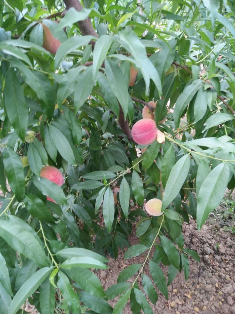 陕西秦王毛桃价格