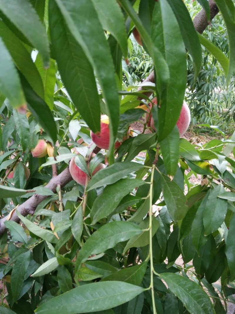 陕西毛桃批发价格