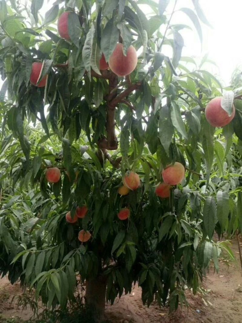 陕西毛桃批发价格