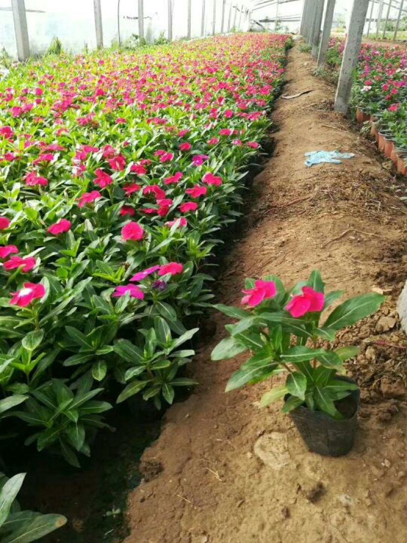 长春花