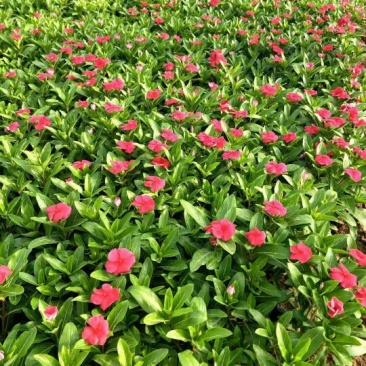 长春花