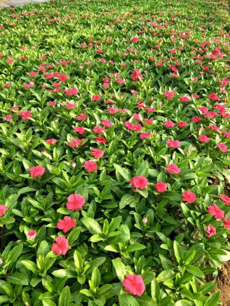 长春花
