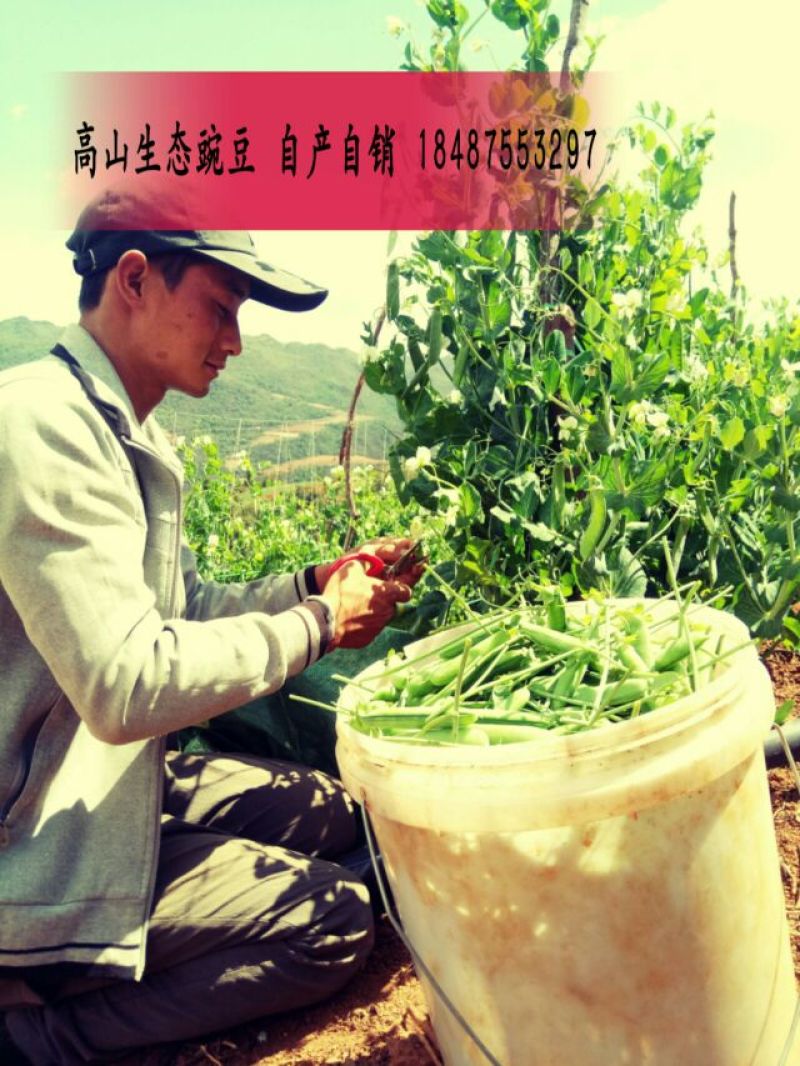 豌豆