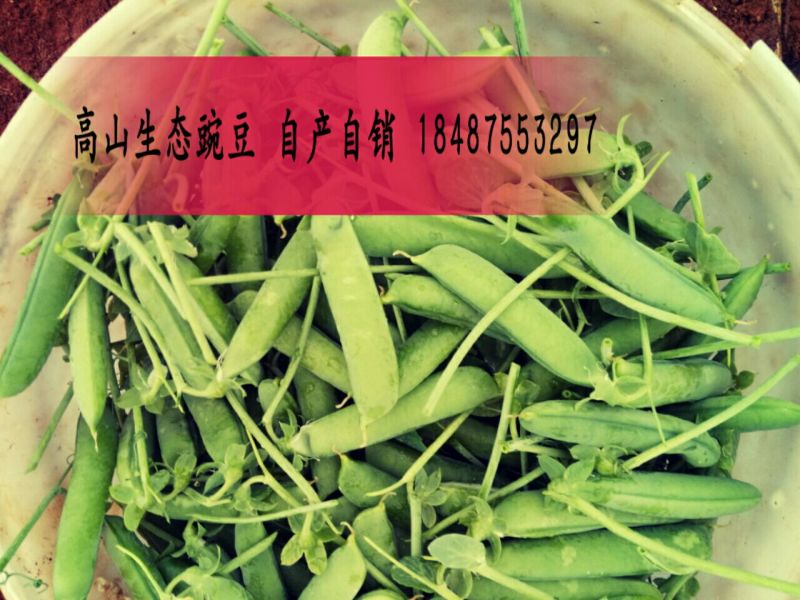 豌豆