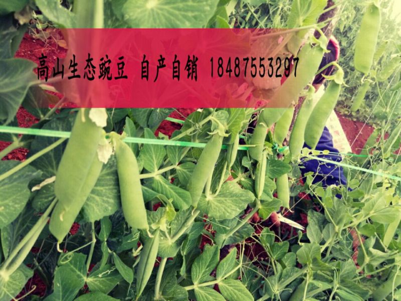 豌豆