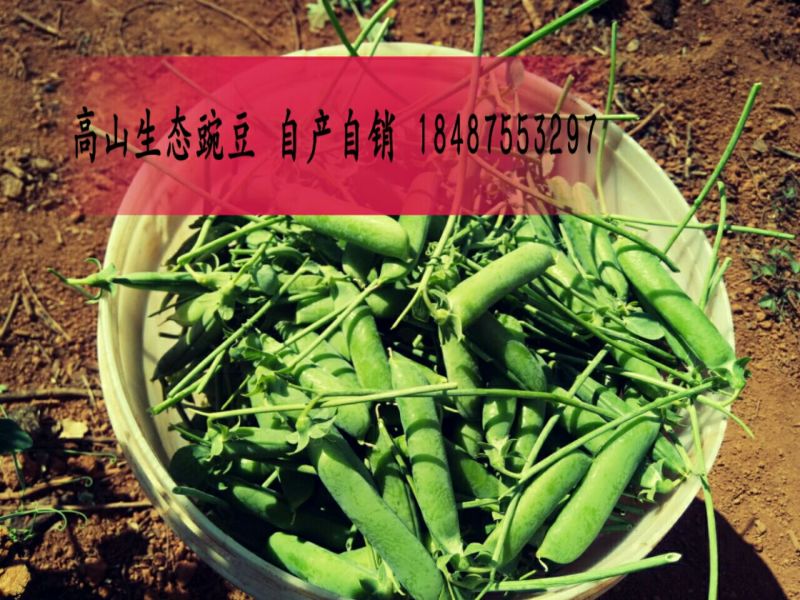 豌豆