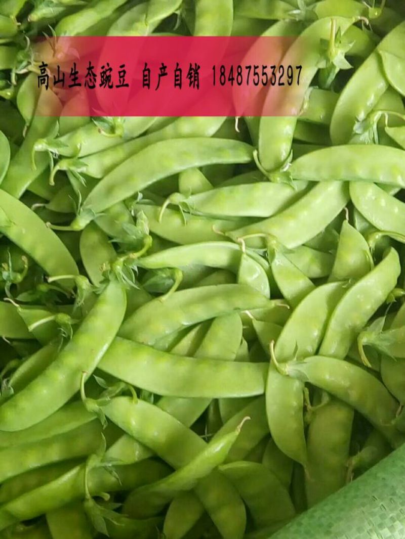 豌豆