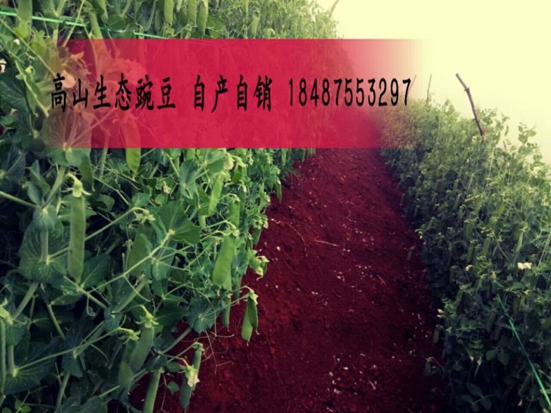 豌豆