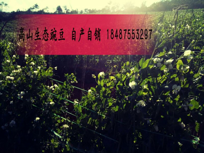豌豆