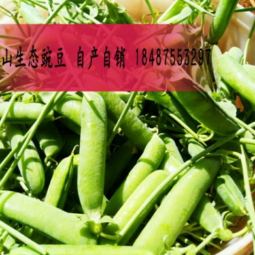 豌豆
