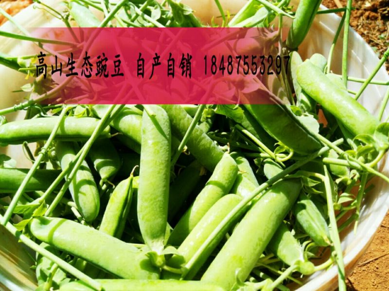 豌豆