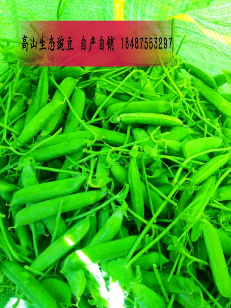 豌豆