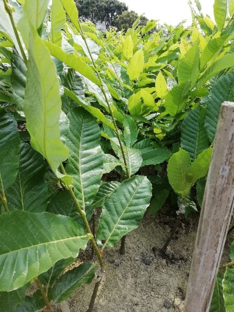 板栗苗正宗板栗嫁接苗，品种优良，果大，油红