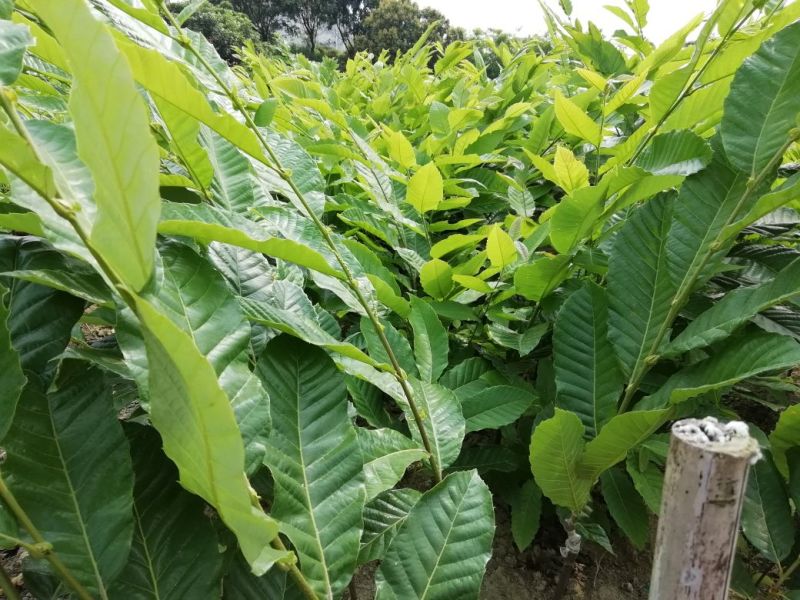 板栗苗正宗板栗嫁接苗，品种优良，果大，油红