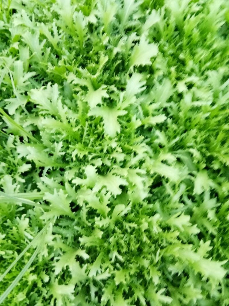 苦苣