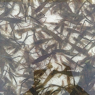 鲜活河虾，品质保证，对接全国各大市场，欢迎来电咨询采购