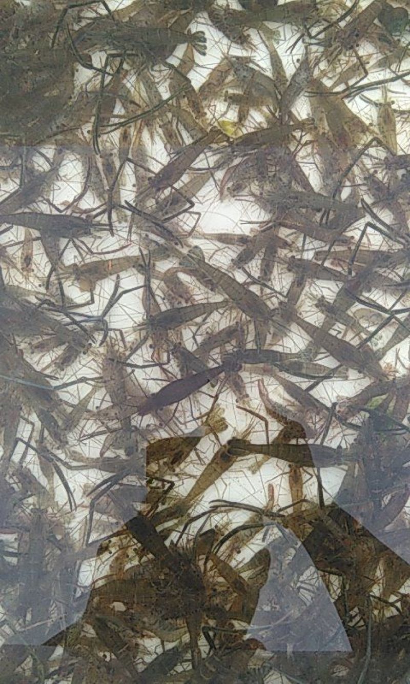 鲜活河虾，品质保证，对接全国各大市场，欢迎来电咨询采购